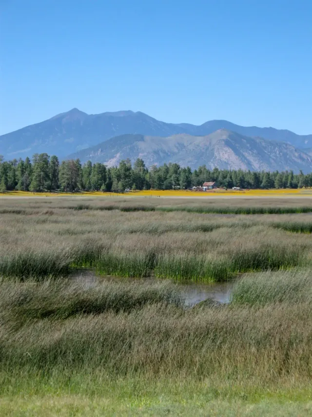 Open meadow and ponderosa forest below the San Francisco Peaks near Flagstaff, Arizona — the kind of large, exposed lot local fence quotes are written for
